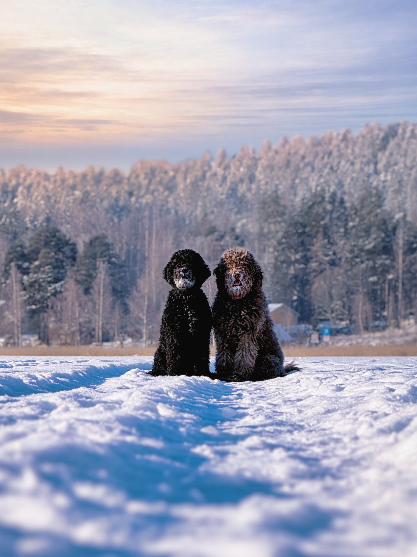 Louna & Lyyli. Kuvaaja: @upeitasomekuvia