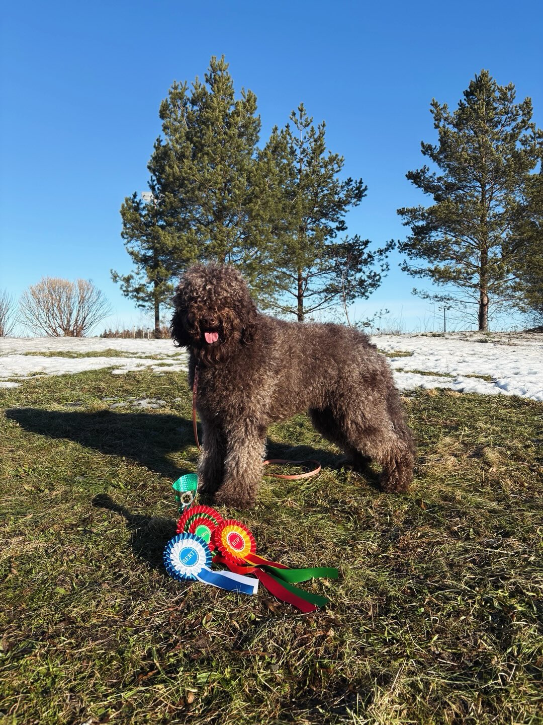 "Lyyli" Elisellen Iloisa Eva